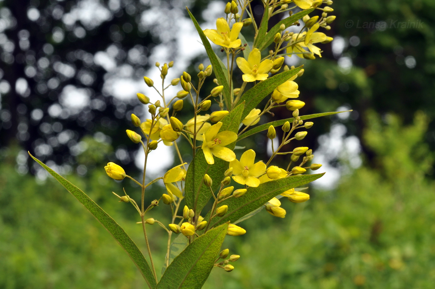 Изображение особи Lysimachia davurica.