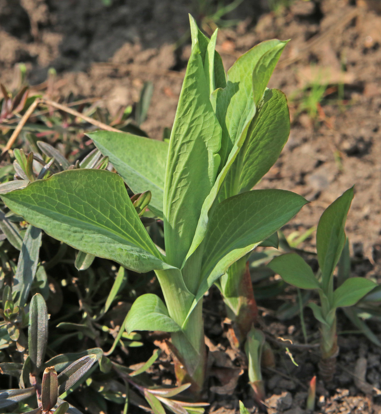 Image of Bupleurum longifolium ssp. aureum specimen.