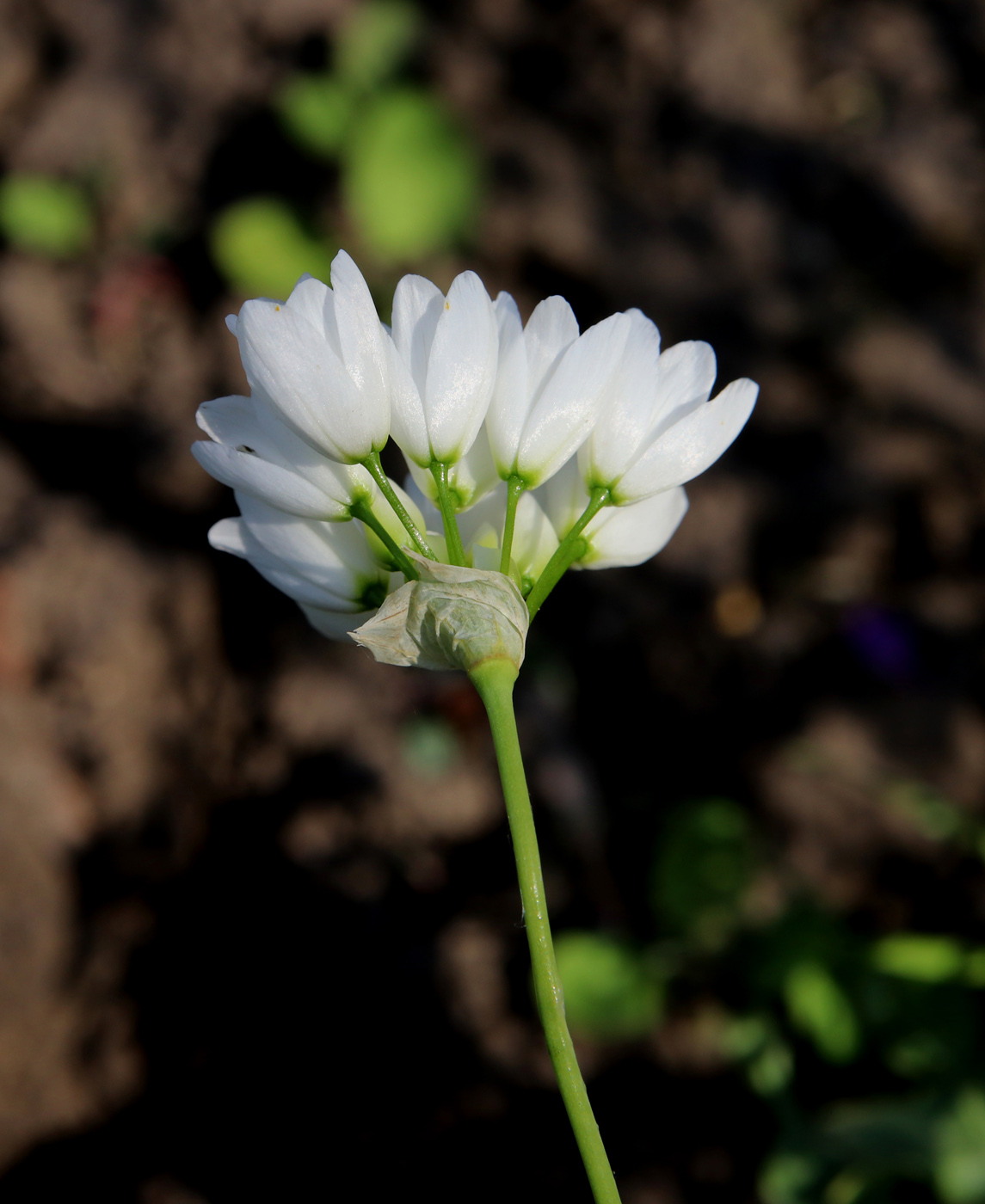 Image of Allium zebdanense specimen.