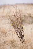 Verbascum blattaria. Цветущее и плодоносящее растение. Волгоградская обл., Калачевский р-н, окр. станицы Голубинская, сухая дерновинно - злаковая степь. 11.10.2024.