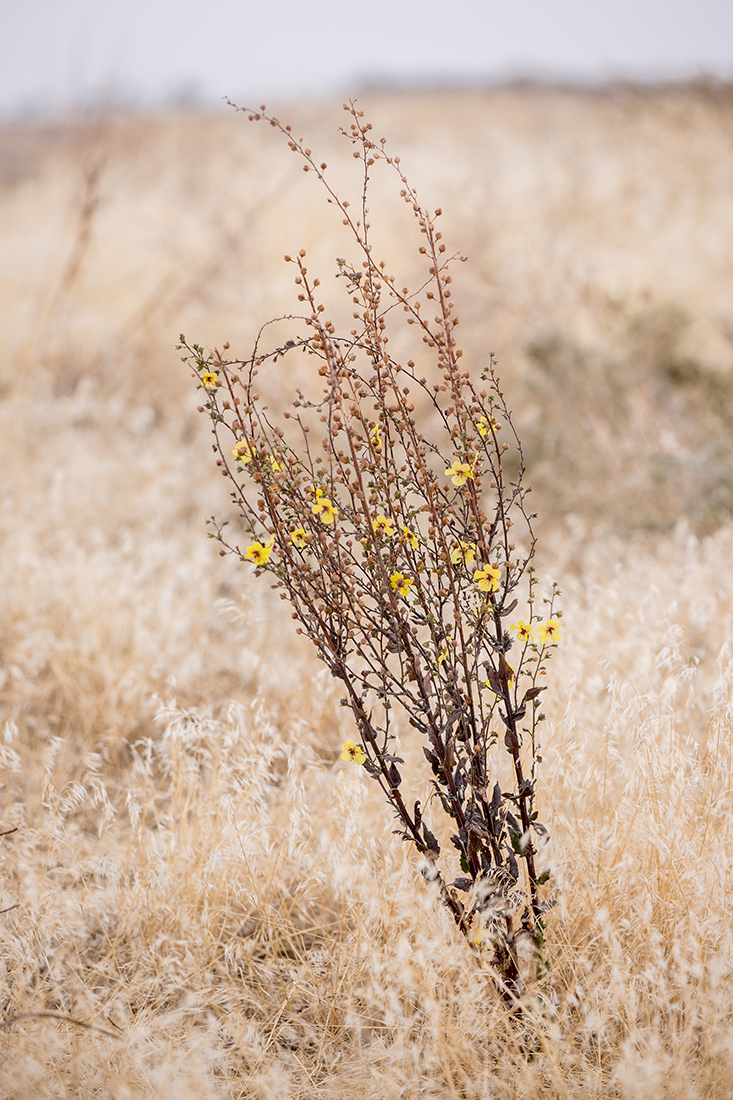 Изображение особи Verbascum blattaria.