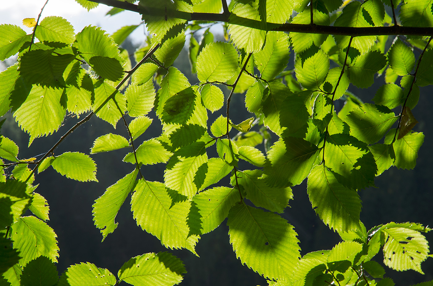 Изображение особи Ulmus glabra.