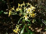 Senecio nemorensis