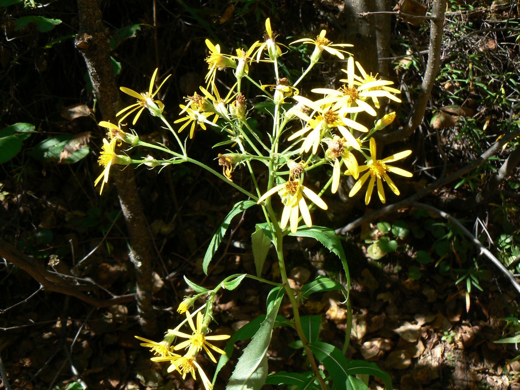 Image of Senecio nemorensis specimen.