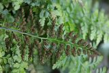 Asplenium billotii. Вайя с сорусами (вид на абаксиальную поверхность). Крым, Южный Берег, гора Аюдаг, восточный склон. 02.01.2025.