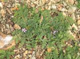 Erodium cicutarium