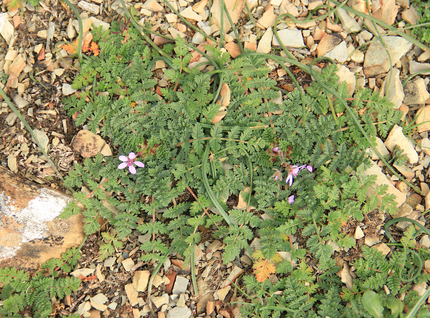 Image of Erodium cicutarium specimen.