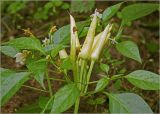 Capsicum annuum. Верхушка побега с незрелыми плодами (сорт 'Вспышка'). Московская обл., Раменский р-н, окр. дер. Хрипань, садовый участок. 25.08.2024.