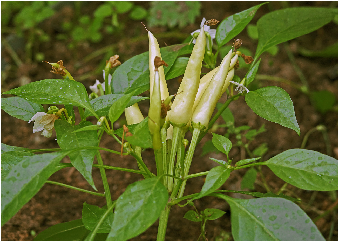 Изображение особи Capsicum annuum.