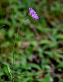 Knautia arvensis