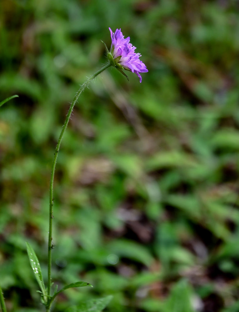 Изображение особи Knautia arvensis.