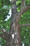 Platanus orientalis. Часть ствола и основания скелетных ветвей. Грузия, г. Боржоми, на улице. 27 мая 2018 г.