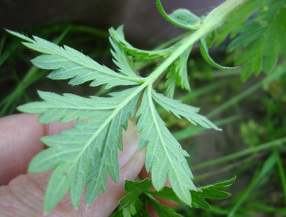 Image of Potentilla intermedia specimen.