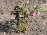 Смотреть изображение Helleborus orientalis