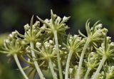 Cnidium dauricum