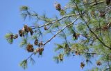 View full-size image Pinus palustris