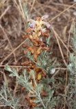 Смотреть изображение Orobanche cernua