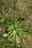 View full-size image Hypochaeris radicata