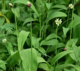 View full-size image Allium victorialis