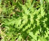 View full-size image genus Seseli