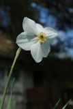 View full-size image Narcissus poeticus