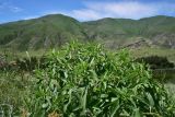 View full-size image Phlomis pungens