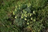 View full-size image genus Onosma