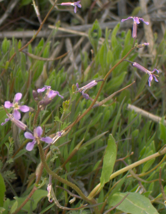 Image of Chorispora tenella specimen.