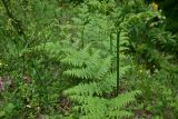 View full-size image Pteridium aquilinum
