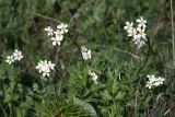 Anemonastrum protractum