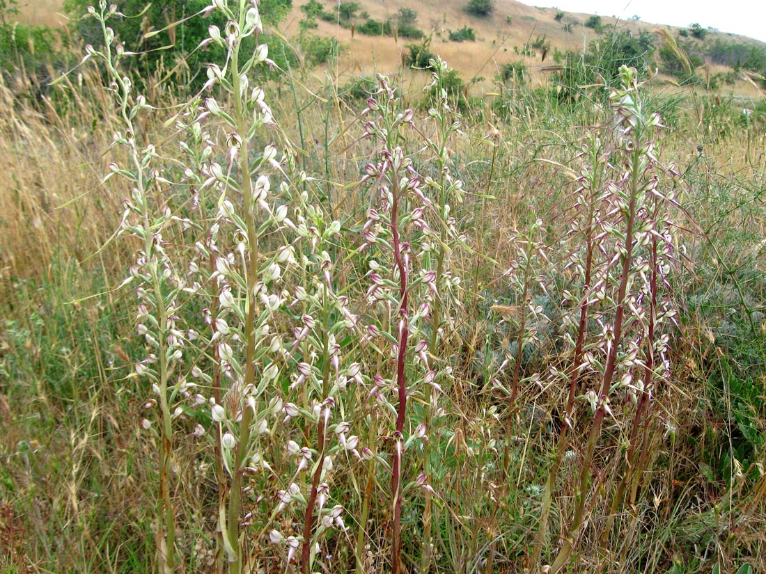 Image of Himantoglossum caprinum specimen.