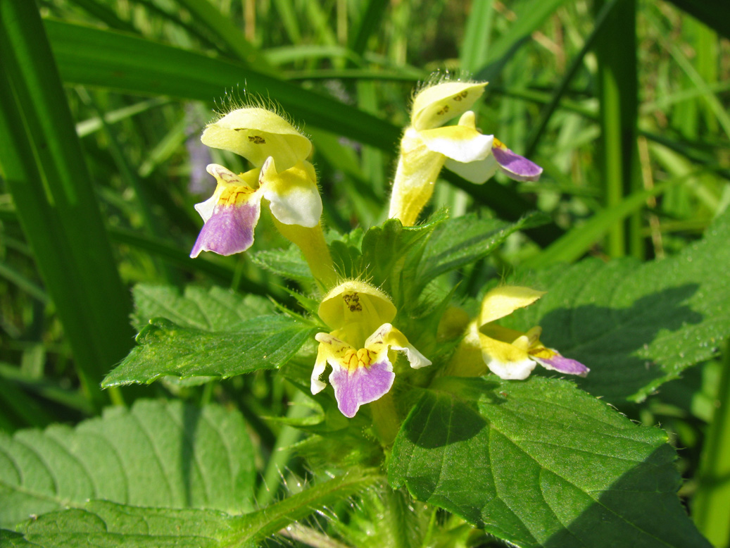 Image of Galeopsis speciosa specimen.