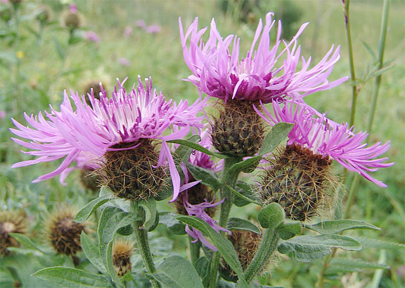 Image of Centaurea alutacea specimen.