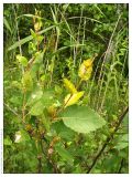 Betula humilis