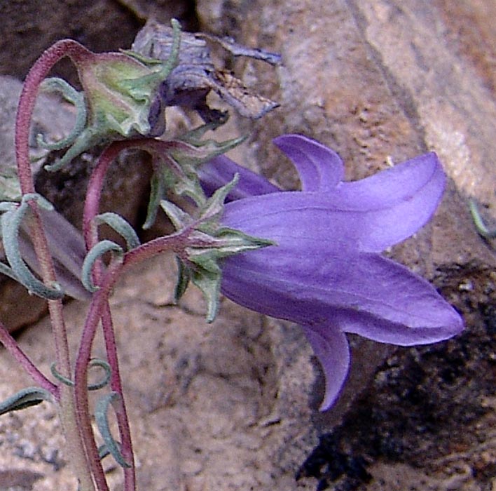 Изображение особи Campanula hypopolia.