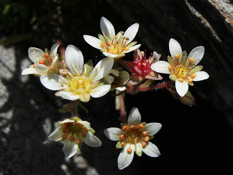 Изображение особи Saxifraga exarata.