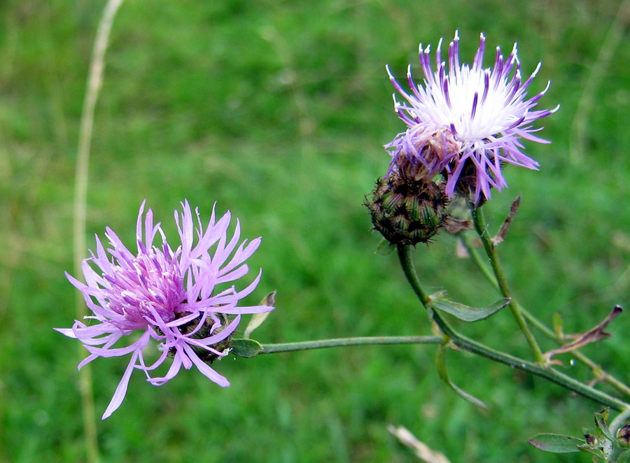 Image of Centaurea stoebe specimen.