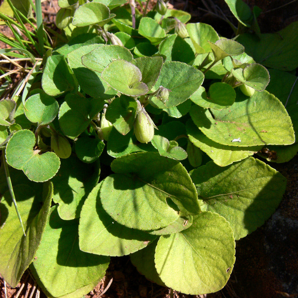 Изображение особи Viola rupestris.