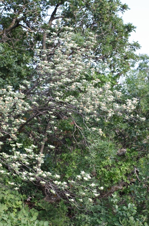 Image of Sorbus taurica specimen.