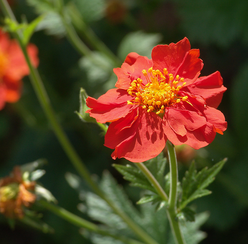 Image of Geum quellyon specimen.