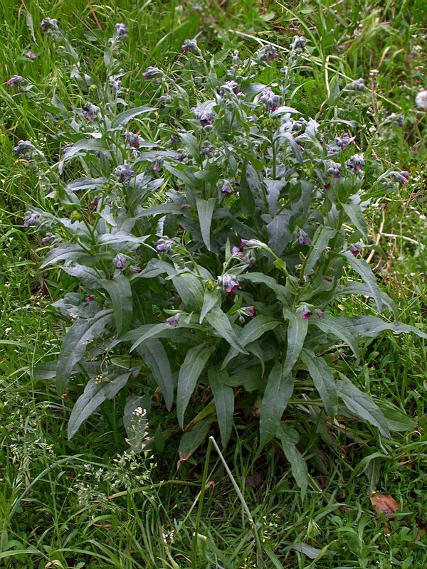 Image of Cynoglossum officinale specimen.