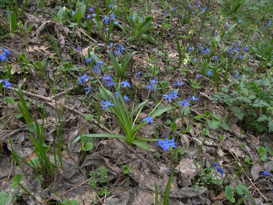 Изображение особи Scilla siberica.