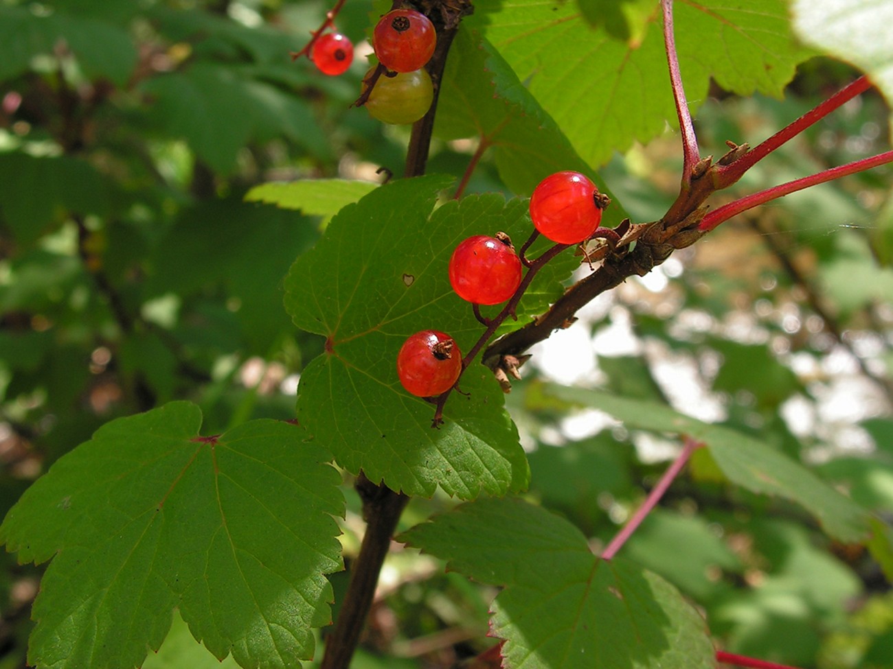 Изображение особи род Ribes.