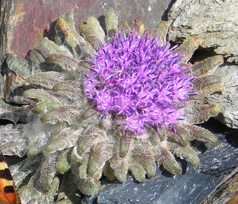 Изображение особи Saussurea glacialis.