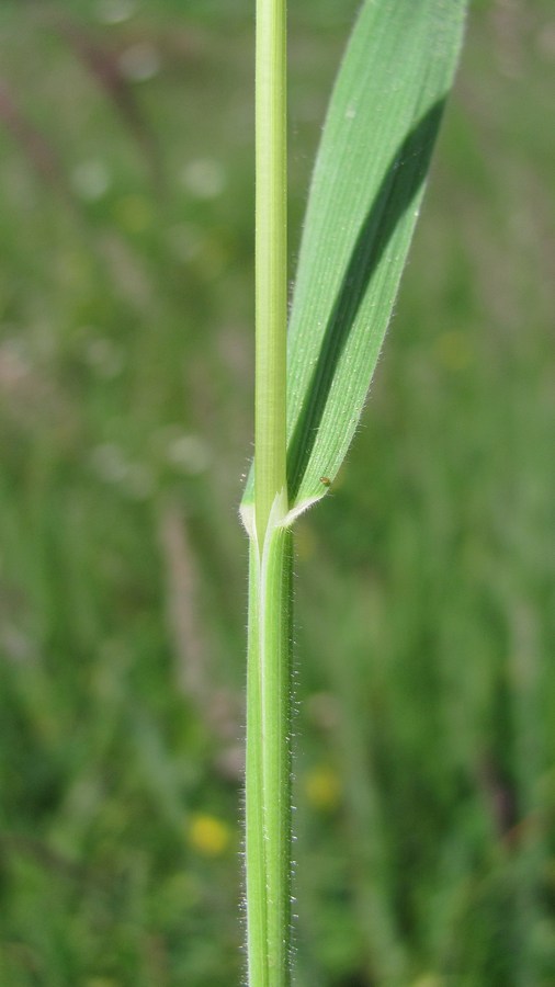 Image of Holcus lanatus specimen.