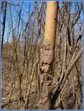 Salix triandra. Часть пятилетнего стволика с отслаивающейся корой. Чувашия, окр. г. Шумерля, пойма р. Паланка, садовое товарищество. 8 апреля 2009 г.