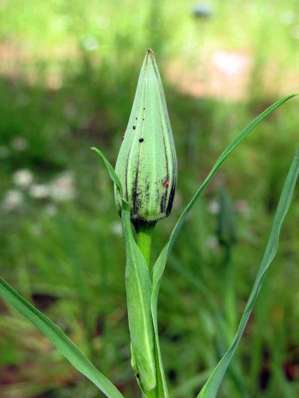 Изображение особи Tragopogon orientalis.