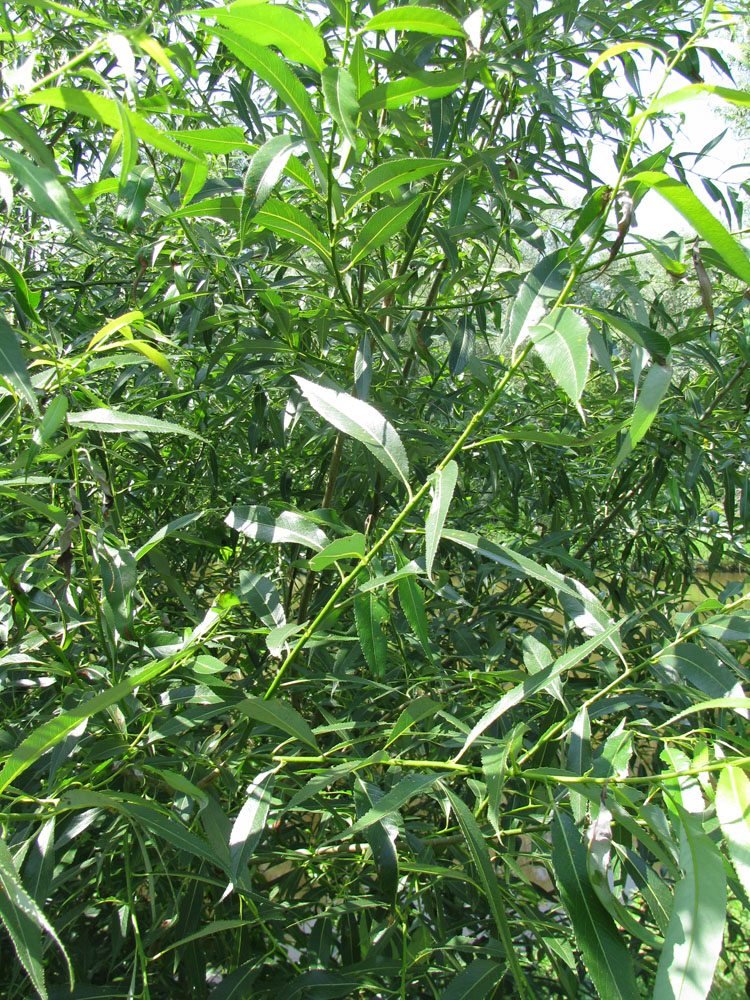 Image of Salix &times; meyeriana specimen.