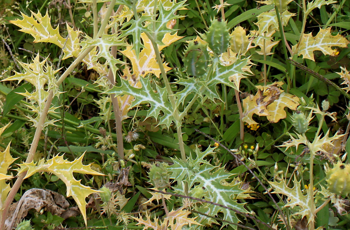 Image of Argemone mexicana specimen.