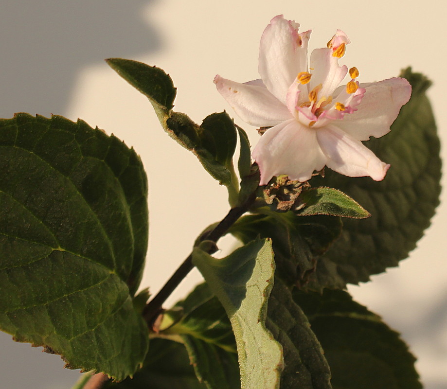 Image of Deutzia &times; hybrida specimen.